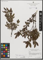Foto von Salix waldsteiniana Willd.